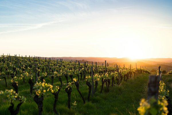 Comment organiser une visite des vignobles en Toscane sans guide touristique?